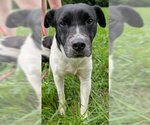 Coyote *Help! I need a foster home by Oct 1!* - Male Labbe Dog for Adoption - Small photo