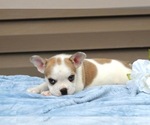 Small #4 French Bulldog