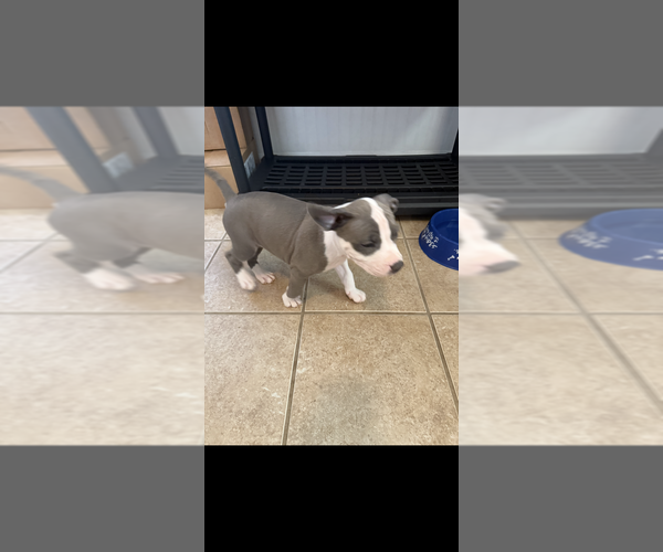 Medium Photo #5 American Pit Bull Terrier-American Staffordshire Terrier Mix Puppy For Sale in CHATTANOOGA, TN, USA