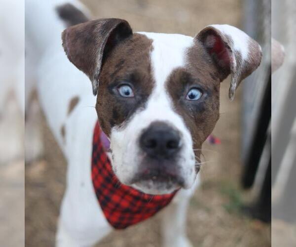 Medium Photo #1 Boxer-Unknown Mix Puppy For Sale in San Antonio, TX, USA