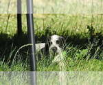 Puppy LimeGreen Puppy German Wirehaired Pointer