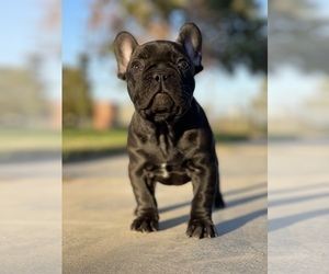 French Bulldog Puppy for Sale in PALMDALE, California USA
