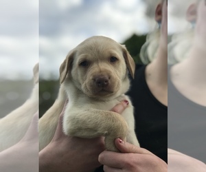 Labrador Retriever Puppy for sale in BREWSTER, WA, USA
