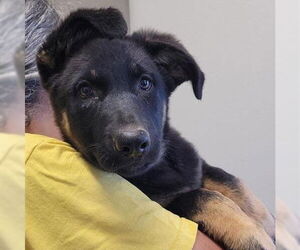 German Shepherd Dog-Unknown Mix Dogs for adoption in San Antonio, TX, USA