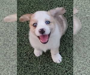 Aussie-Corgi Puppy for sale in BRIGGSDALE, CO, USA