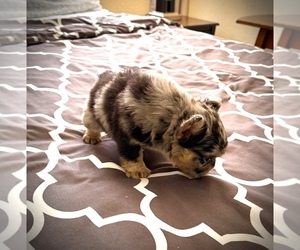 Medium French Bulldog