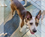 Small #2 Beagle Mix