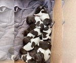 Small Photo #1 German Shorthaired Pointer Puppy For Sale in BATESVILLE, IN, USA