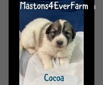 Small Photo #6 Great Pyrenees Puppy For Sale in BLAIRSVILLE, GA, USA
