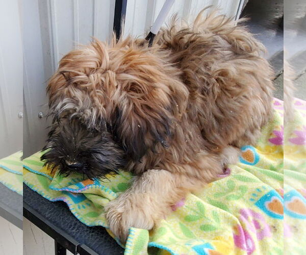 Medium Photo #3 Mutt Puppy For Sale in Mountain View, MO, USA