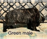 Small Photo #35 Presa Canario Puppy For Sale in LEVITTOWN, PA, USA