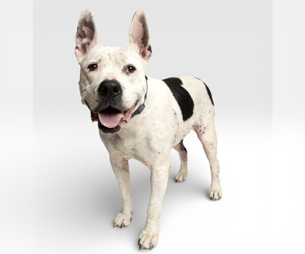 Medium Photo #4 Mutt Puppy For Sale in Rowlett, TX, USA