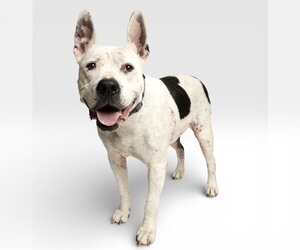 Golda - Female Mutt Dog for Adoption - Photo #4