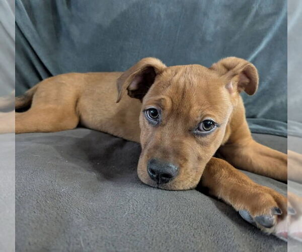 Medium Photo #4 American Staffordshire Terrier-Unknown Mix Puppy For Sale in Lakewood, CO, USA