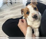 Small American Pit Bull Terrier