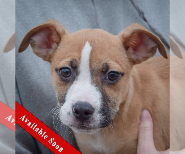 Medium Photo #1 Boxer-Bull Terrier Mix Puppy For Sale in Huntley, IL, USA
