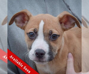 Boxer-Bull Terrier Mix Dogs for adoption in Huntley, IL, USA
