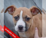 Small Boxer-Bull Terrier Mix