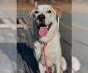 Golden Labrador Dogs for adoption in garner, NC, USA