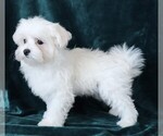 Small #1 Maltese