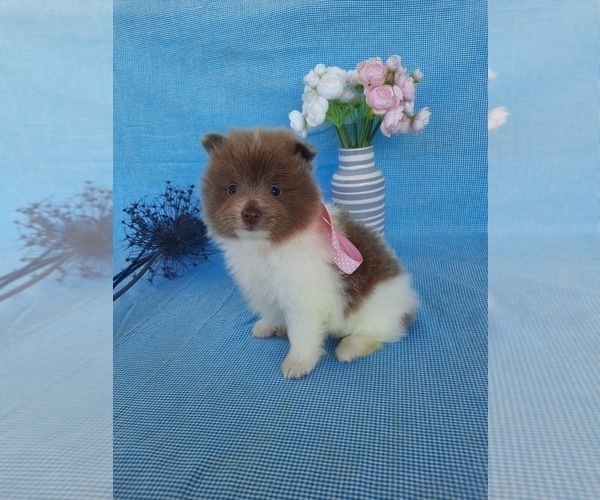 Medium Photo #1 Pomeranian Puppy For Sale in SHIPSHEWANA, IN, USA