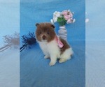 Small Photo #1 Pomeranian Puppy For Sale in SHIPSHEWANA, IN, USA
