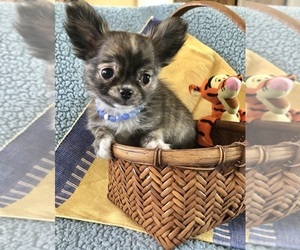 Chihuahua Puppy for sale in NEWVILLE, PA, USA