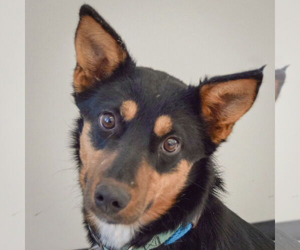 Medium Photo #2 Australian Kelpie-German Shepherd Dog Mix Puppy For Sale in Huntley, IL, USA