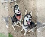 Small #4 Siberian Husky
