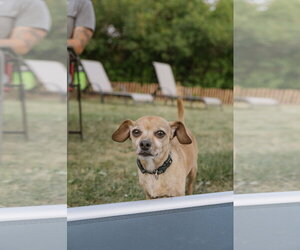 Chihuahua Dogs for adoption in St. Louis Park, MN, USA