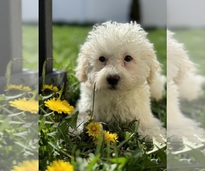 Poodle (Miniature) Puppy for sale in CHICAGO, IL, USA