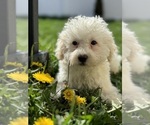 Small Photo #1 Poodle (Miniature) Puppy For Sale in CHICAGO, IL, USA