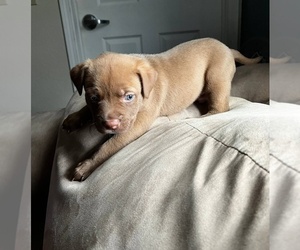  Puppy for sale in DES MOINES, IA, USA