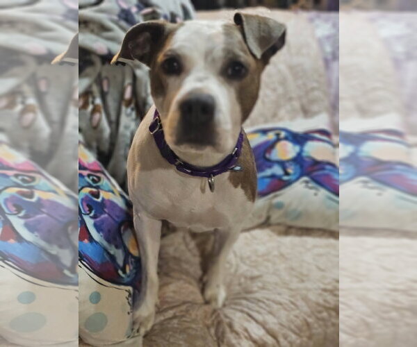Medium Photo #11 Mutt Puppy For Sale in Crete, IL, USA