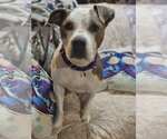 Small #10 Mutt