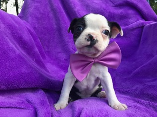 Boston Terrier Puppy for sale in BIRD IN HAND, PA, USA