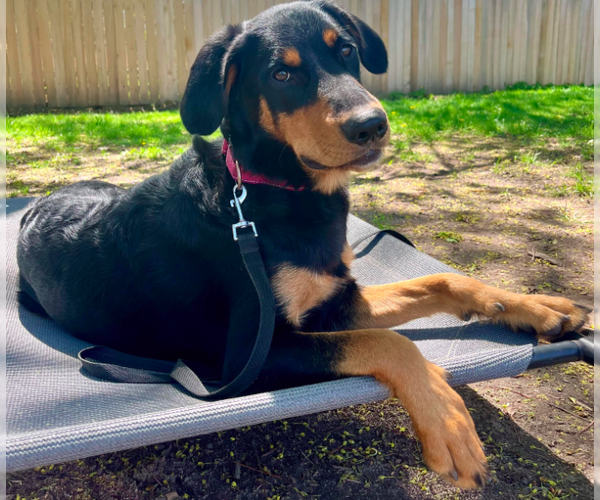 Medium Photo #1 English Springer Spaniel-Rottweiler Mix Puppy For Sale in Brooklyn Center, MN, USA