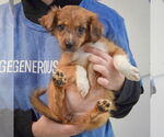 Small #2 Australian Shepherd Mix