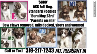 Poodle (Standard) Puppy for sale in MOUNT PLEASANT, IA, USA
