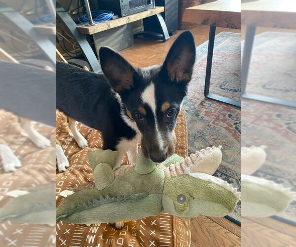 Medium Photo #1 Australian Shepherd-Unknown Mix Puppy For Sale in Denver , CO, USA