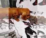 Small Photo #12 Dachshund Puppy For Sale in COFFEYVILLE, KS, USA