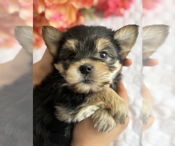 Medium Photo #4 Morkie Puppy For Sale in ROCK STREAM, NY, USA