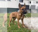 DAPHNE - Female German Shepherd Dog Dog for Adoption - Small photo