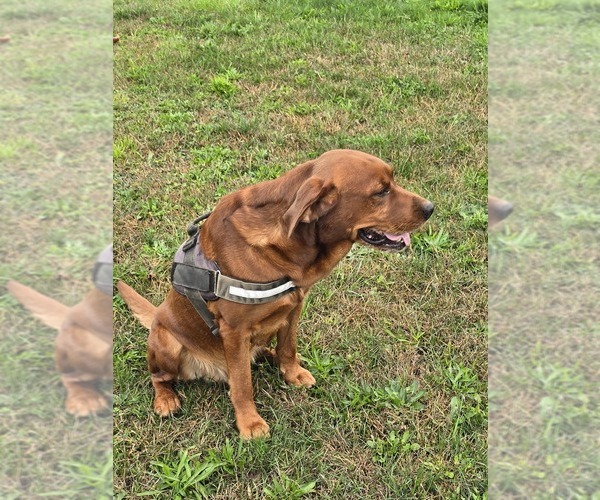 Medium Photo #14 Labrador Retriever Puppy For Sale in ACUSHNET, MA, USA