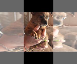 Chiranian Puppy for sale in WEST BRANCH, MI, USA