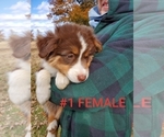 Small Photo #9 Australian Shepherd Puppy For Sale in CLARKSVILLE, TX, USA