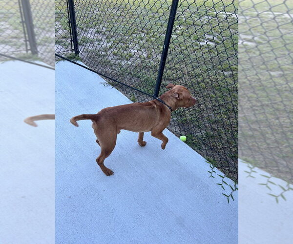 Medium Photo #2 Mutt Puppy For Sale in Tarboro, NC, USA