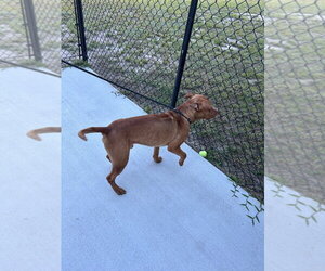 26-448 Duke - Male Mutt Dog for Adoption - Photo #2