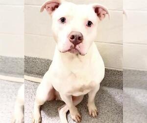 Mutt Dogs for adoption in Houston, TX, USA