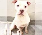 CHIEF - Male Mutt Dog for Adoption - Small photo